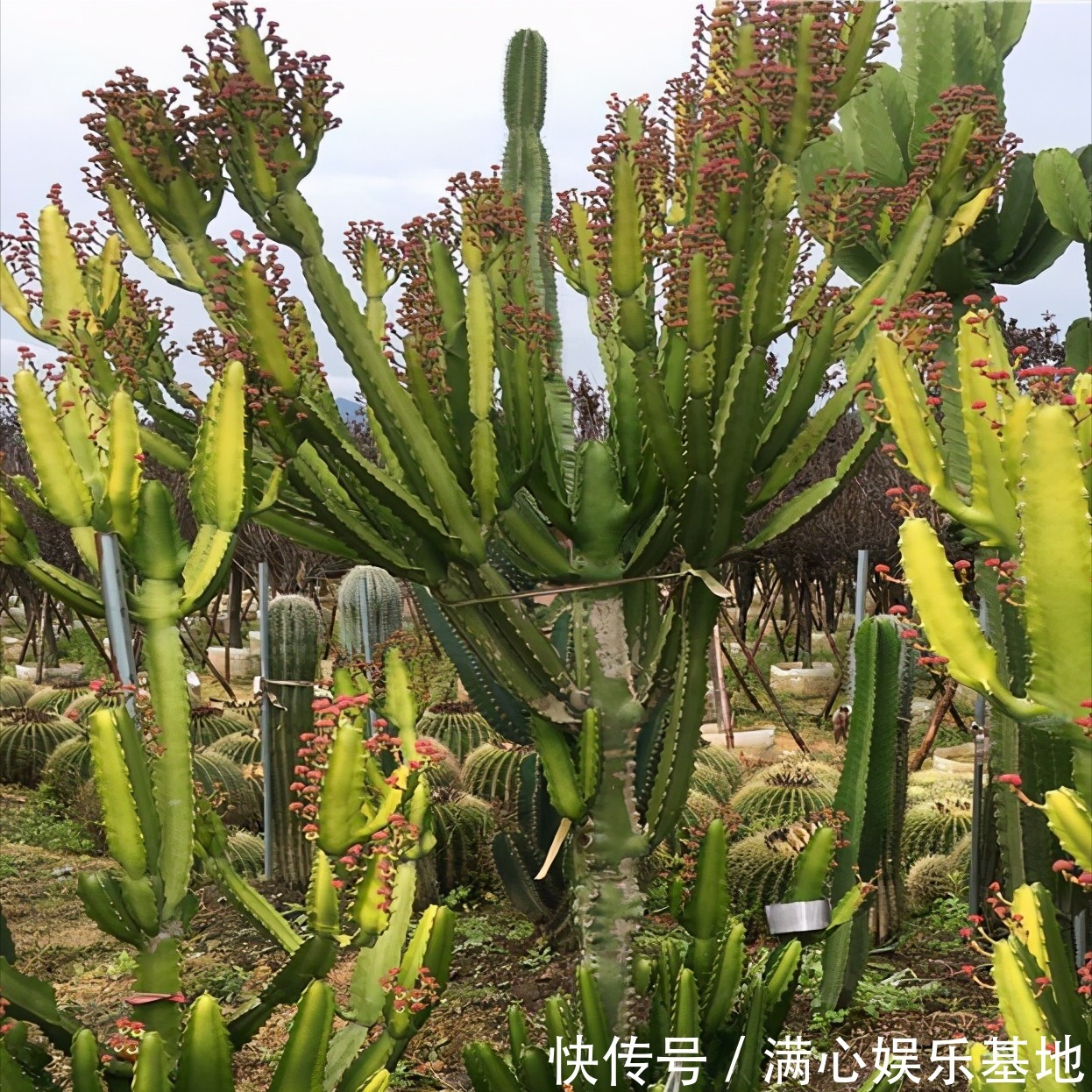 寓意|5种“丑花”，寓意却大，富贵又威武，再丑也要养一盆