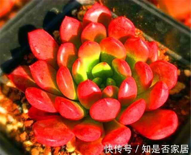 口诀|夏天养多肉红宝石,牢记3句口诀,不褪色叶子肥,火红喜庆颜色亮
