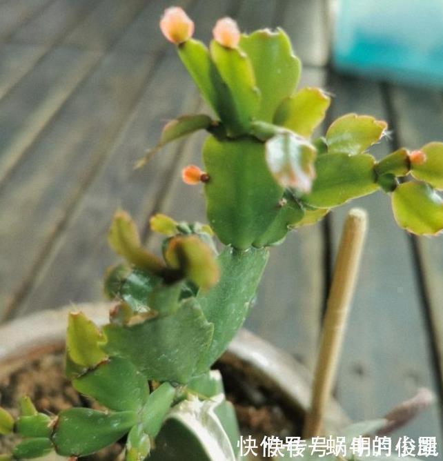 长寿花|此3种花剃头正当时，现在剃的好，秋冬开花早