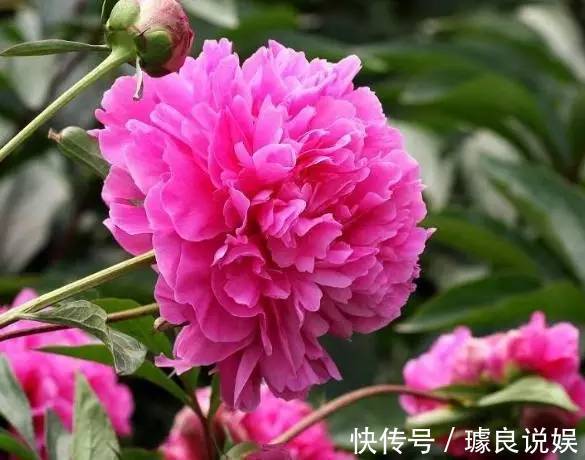 养芍药的季节到了，在家就能种好，开花一年比一年多！