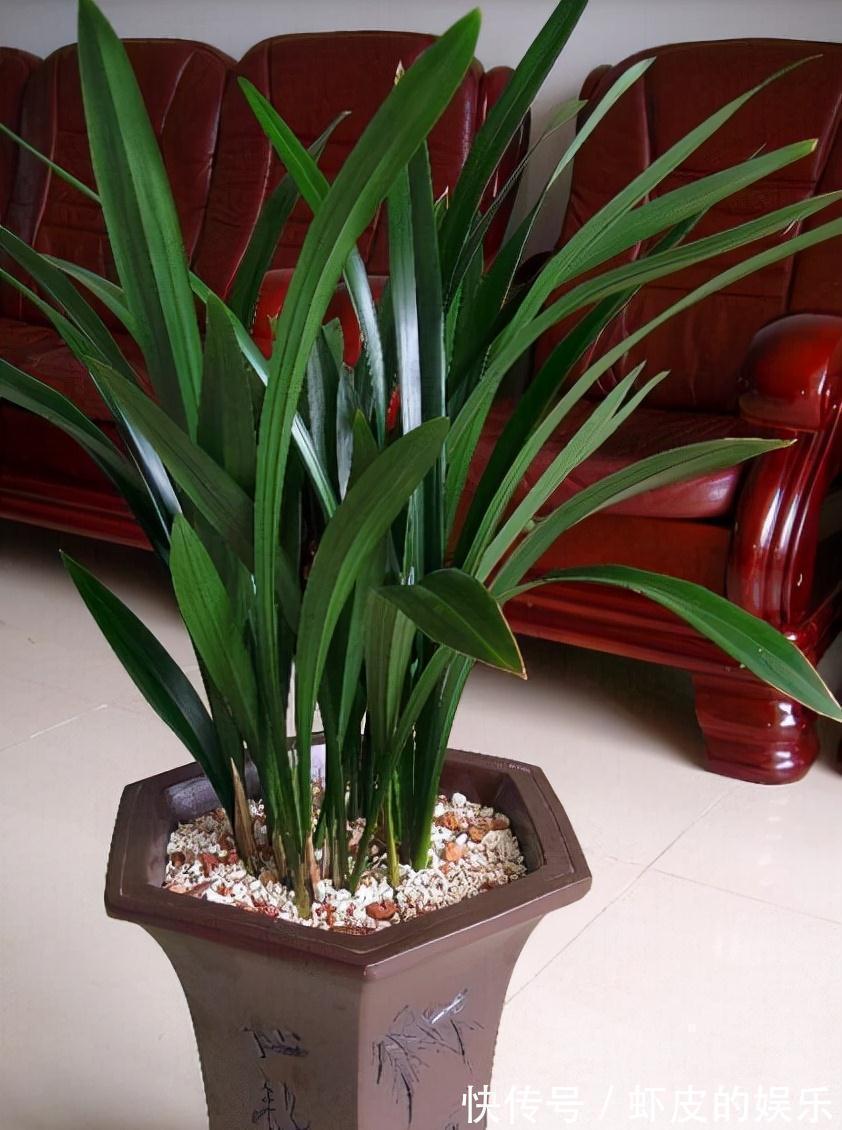 冬天养墨兰5个“小方法”,花箭窜到一米高,春节开成“报岁兰”