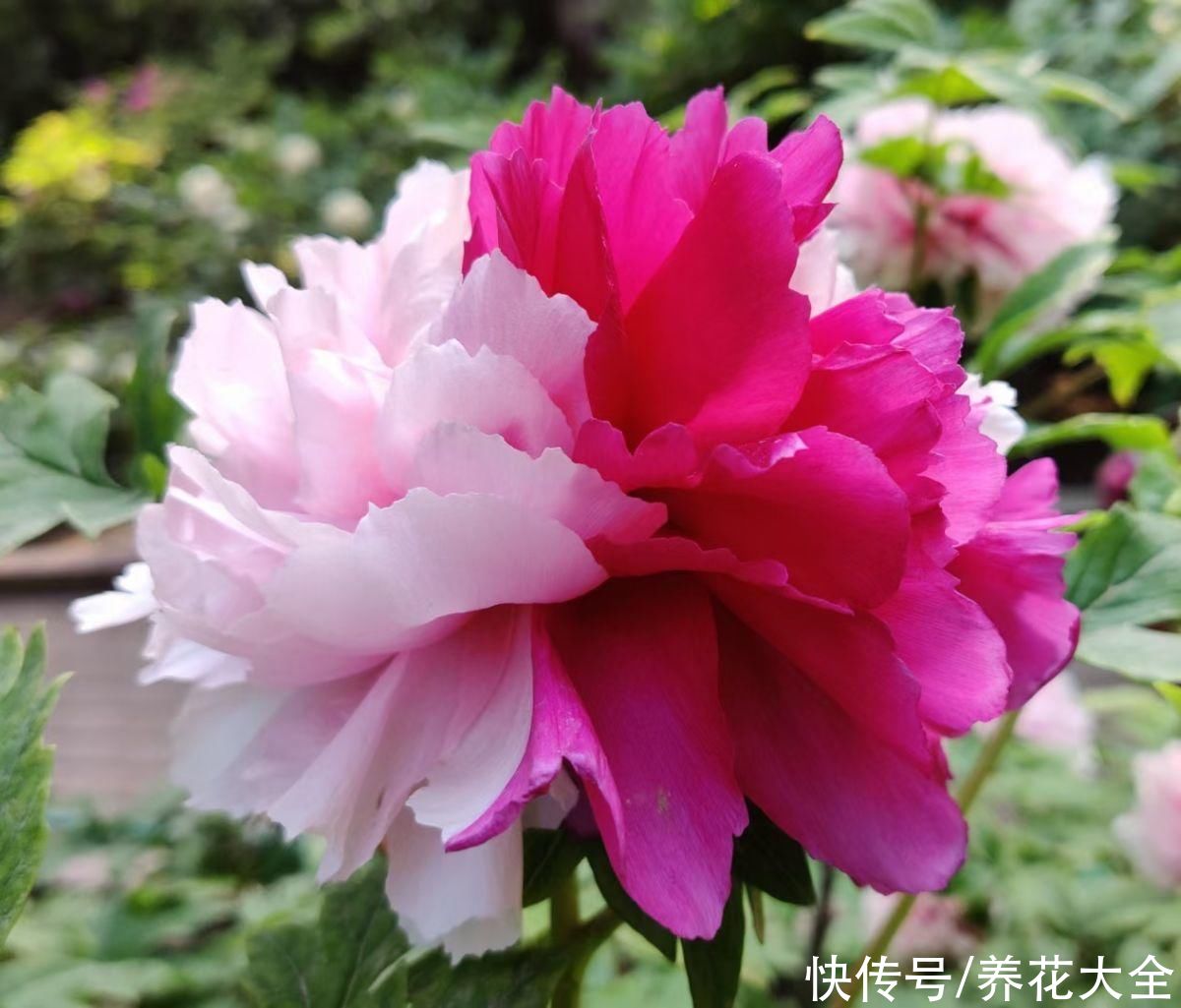 这么多花，为什么偏偏牡丹是“花中之王”？看完你也得服