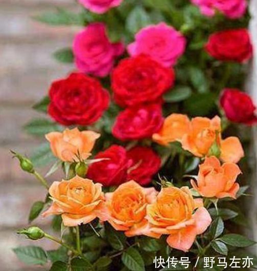 3种花漂亮又养人，泡茶解暑，人养花，花也养人，花朵又大又鲜艳