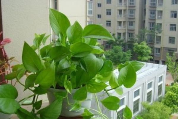 天南星科|古人都说:“一颗绿萝七个鬼”,家中为什么忌讳养绿萝?