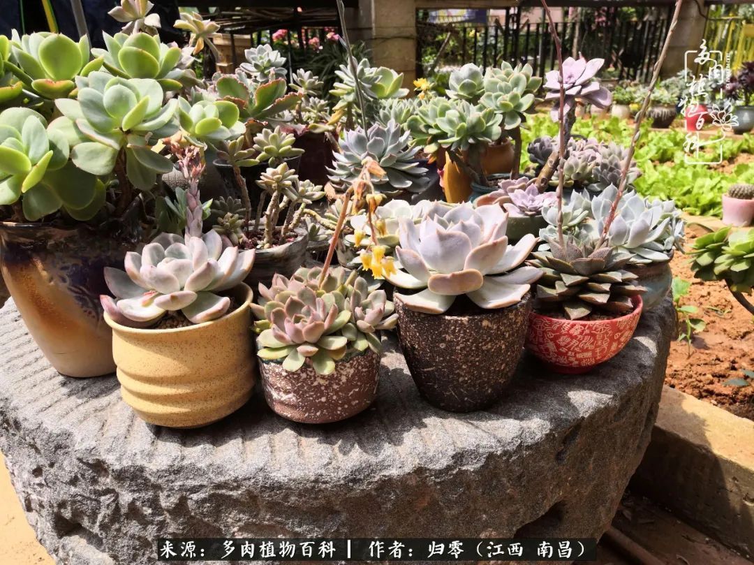 肉肉|人生转个弯，在小院遇见落入凡间的多肉小精灵！