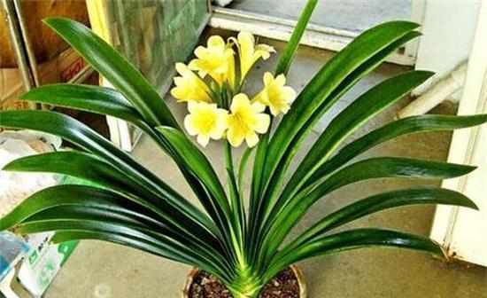 花质|养花试试这几款,花大色艳,花质堪称群花之首