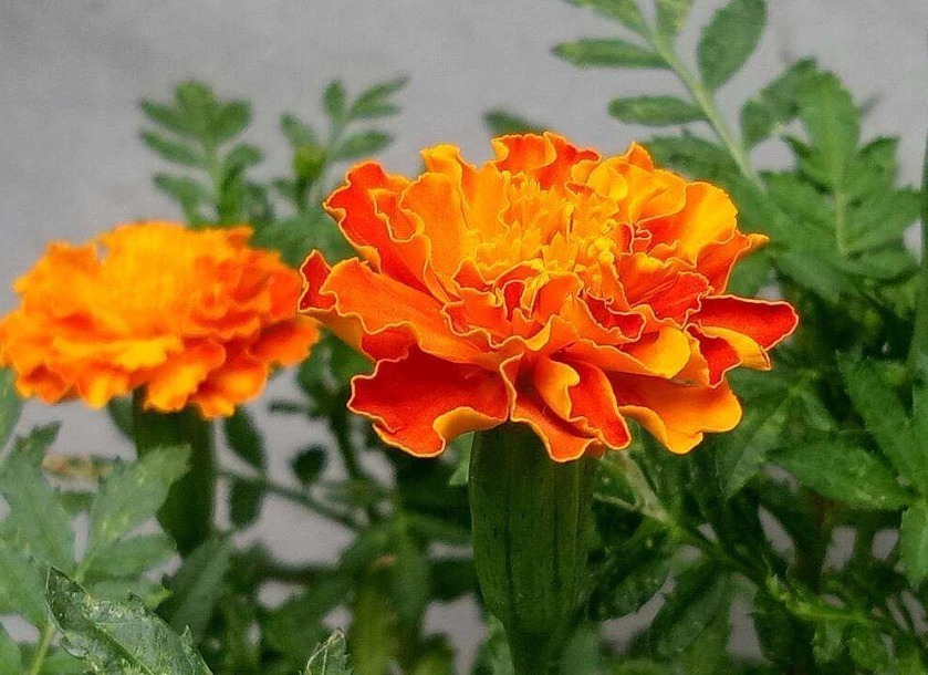 世界上品种最多的植物,没有之一,光路边就有20多种!