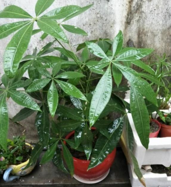 盆栽观赏性绿植发财树，该注意哪些4个要诀让它四季发新枝叶