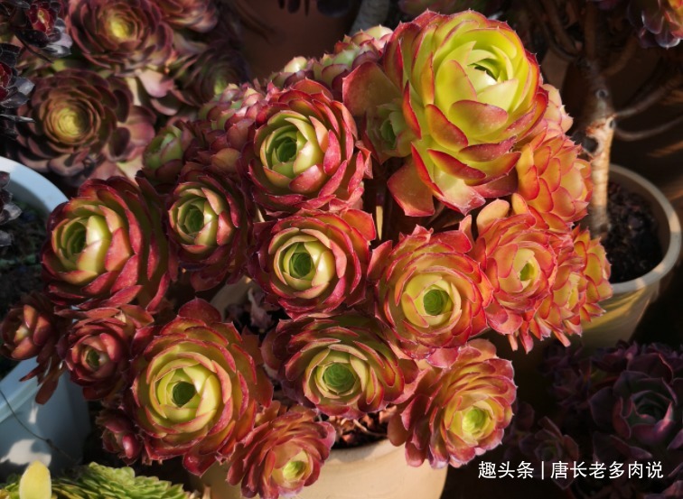 叶片|多肉荷兰玫瑰法师和韶秀法师都能长成玫瑰状，你喜欢哪个品种呢