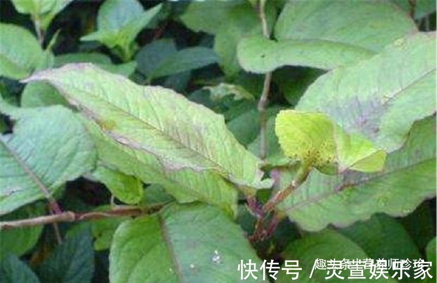 小满|农村常见的火炭母,既是凉茶料,又是治病的中药材,不知道可惜了