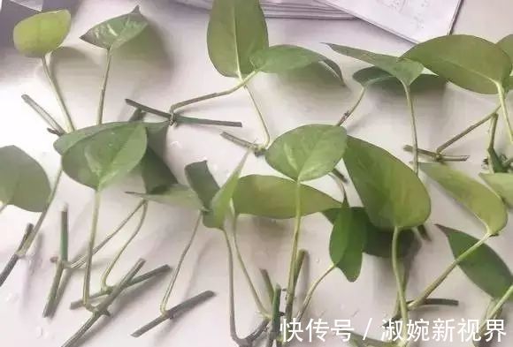 有救|妙招要死的绿萝舍得丢剪一剪,插一插,一个月后爆盆绿油油
