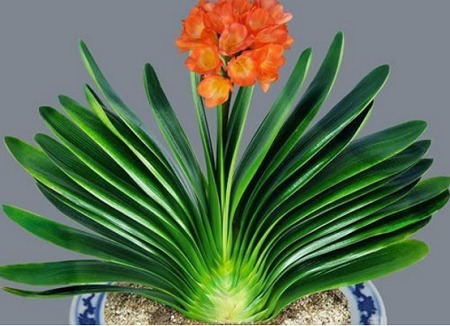 君子兰需要分时期来养，土壤很关键，记住以下4点能养活千盆