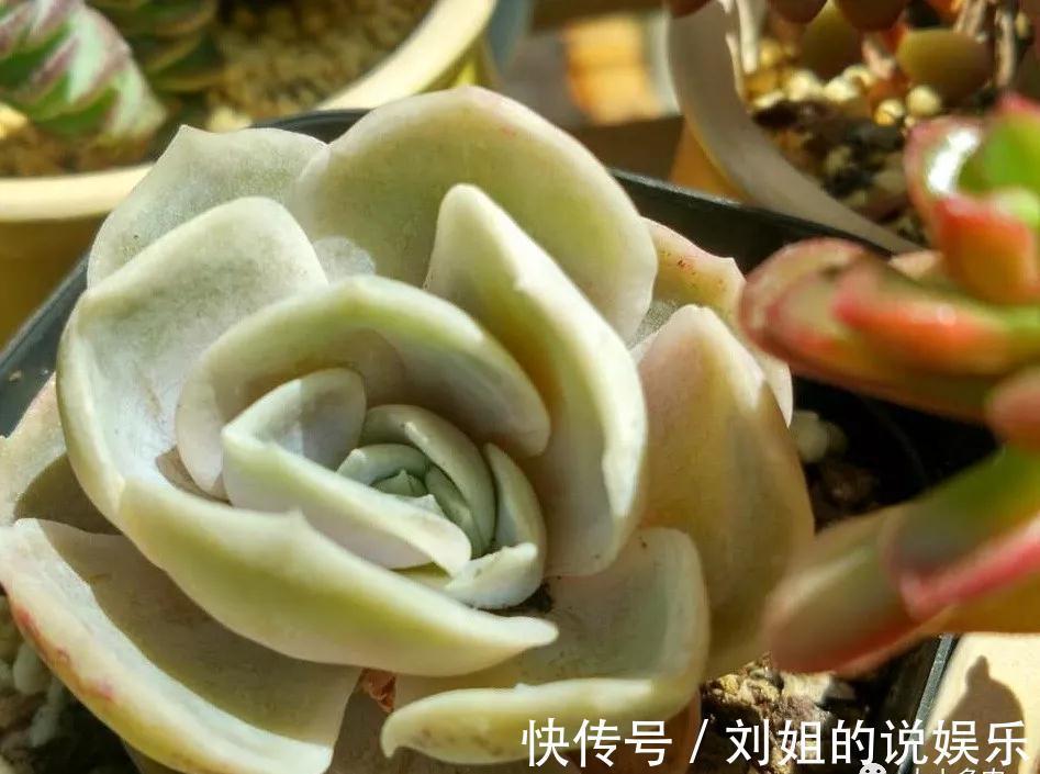 怎样让您的多肉尽快度过危险的服盆期