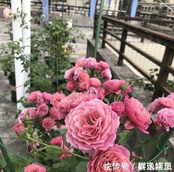 月季里的“开花机器”,能开一整年,花量非常多,阳台盆栽也可以