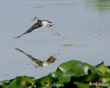 大长腿|速速围观！陇南市西和县晚霞湖飞来大长腿鹬鸟