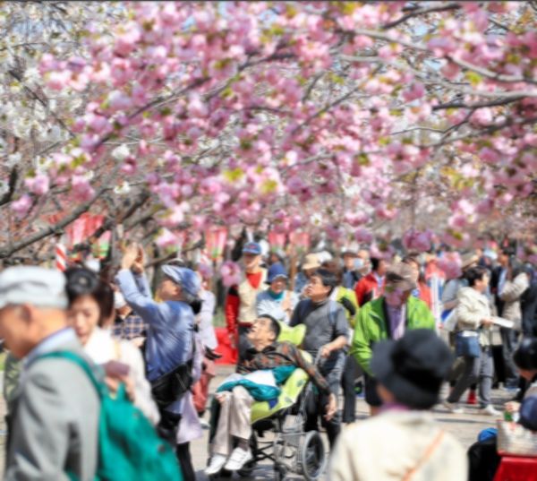 疫情|大阪造币局的“樱花大道”时隔三年将再次对外开放