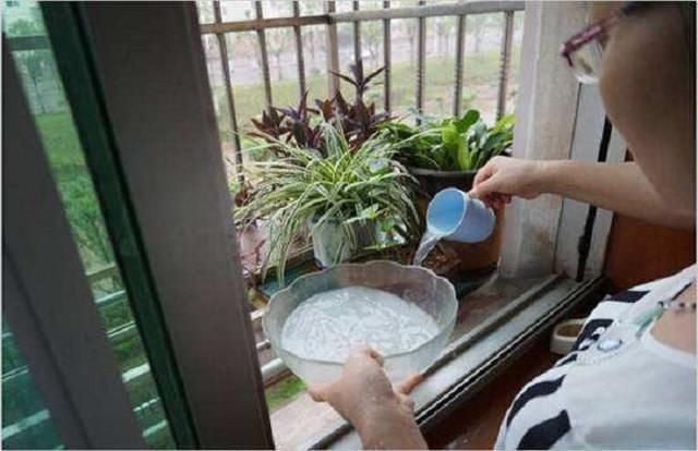 花肥不用多,一种就足够,花不了几块钱,养啥花旺啥花