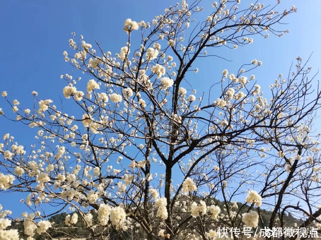 花已初开，春光无限