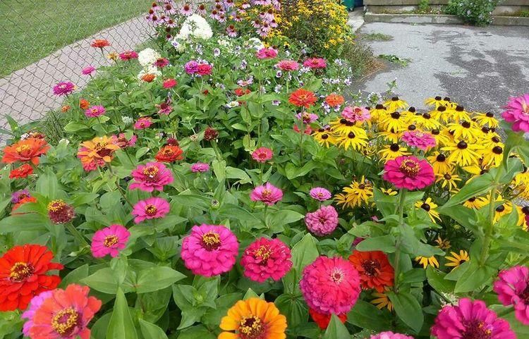 漂亮|6种漂亮花，35度高温不休眠，越热花越多，夏天养花首选