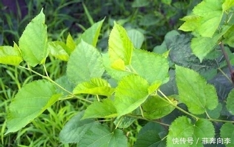 泡水|乡下这种叶子被称为“神仙草”,泡水喝清热解毒,降血压,还淡斑