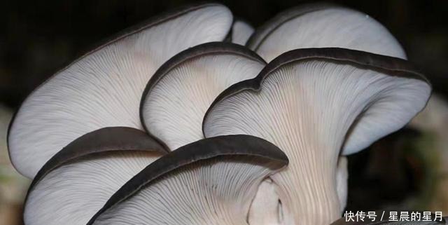 不是厨房达人，一样制作出外焦里嫩的椒盐平菇！