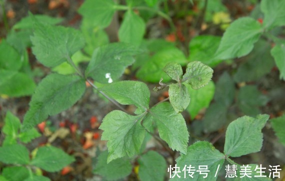 小根|65种野菜图片,带你认识不同的野菜和吃法,你想要的野菜这里都有