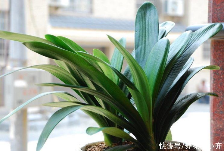 土壤|君子兰养根有“三要素”,缺少一个都养不好,高手都明白这些事