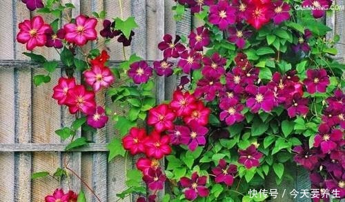 4种花“最好养”,种一棵长一片,密密麻麻都是花!