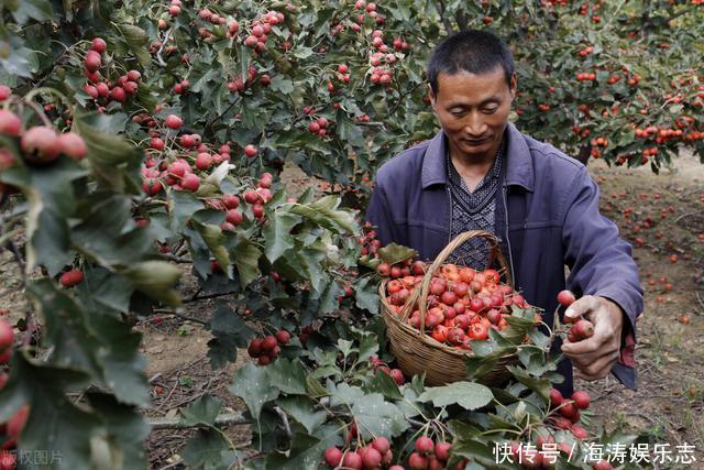 降血糖|冬天降血糖，这5种水果，建议常吃，对稳定血糖比较有帮助