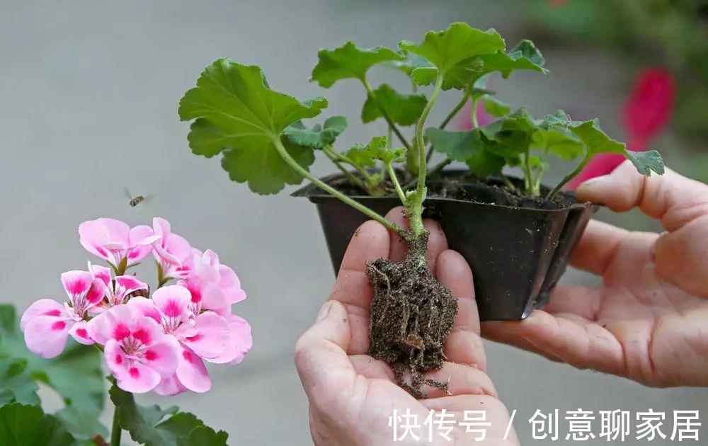 生根|9月“扦插”这些花，成活率高，长得快