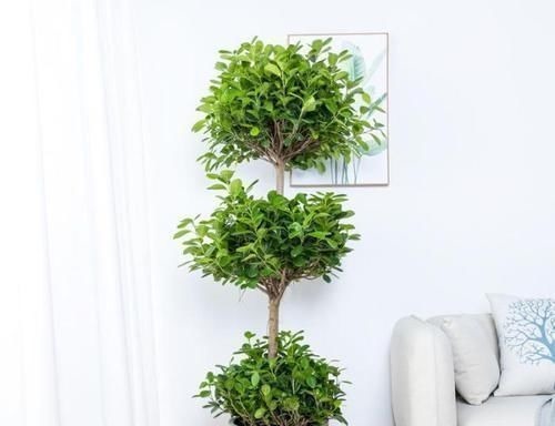 4种“招财花”,喜不喜欢都要养,家里放一盆,财运自己送上门