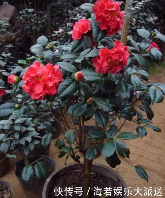 阿司匹林|“山茶花”爱掉叶,快换掉盆土,再撒点“这玩意”,不久就能恢复
