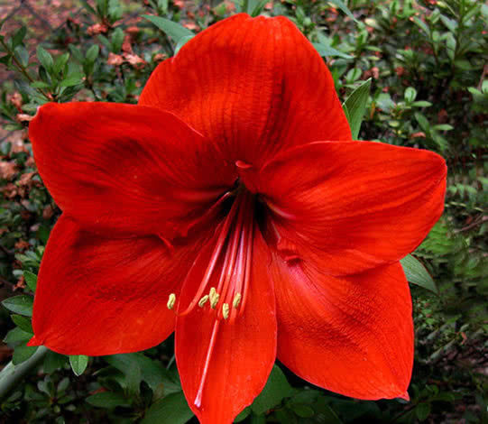 喜欢养花，那就养盆“荷兰菊”，花比叶多，冷热不忌，四季栽培