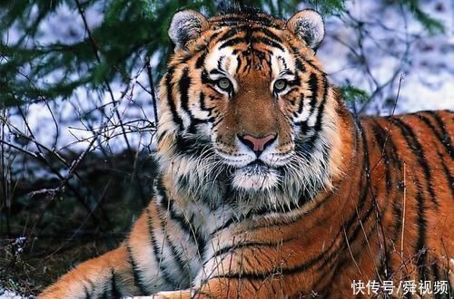 虎王|属虎人若出生在这几月，天生“虎王”命，尤其是74、86年大老虎!