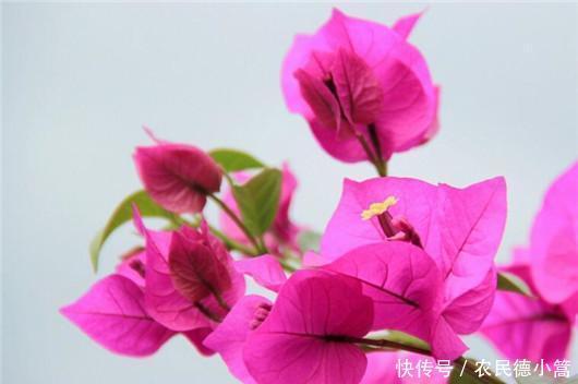  终于|终于知道三角梅为什么不开花了！你遇到过吗