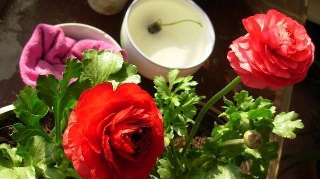 芹叶牡丹|阳台养一盆这个花,叶子像芹菜,开花像玫瑰,种一次,年年开花