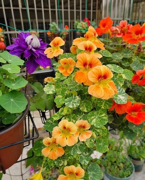 假花|4种花超好养,给点阳光就灿烂,漂亮得像假花