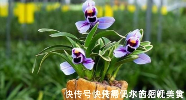 建兰|建兰色花名品“紫月荷”,花开富贵吉祥,兰香典雅,养兰首选!