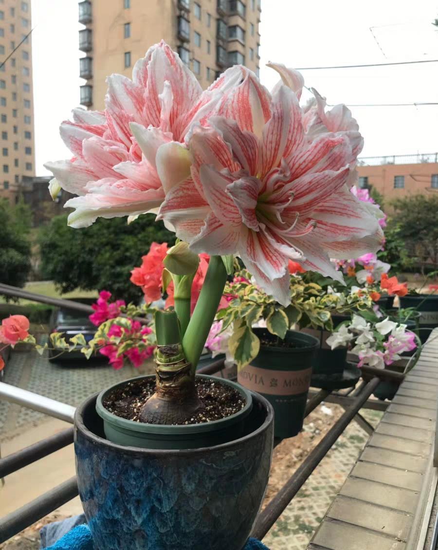 花大色|一种“大胖花”,埋土里2个月,不用管它,窜满花箭,开花大又多