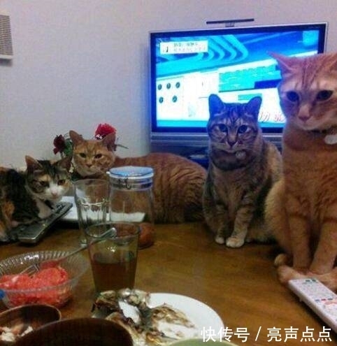 |搞笑图片幽默段子笑话:哈哈,三只爱打扮的小猪,看上去很漂亮