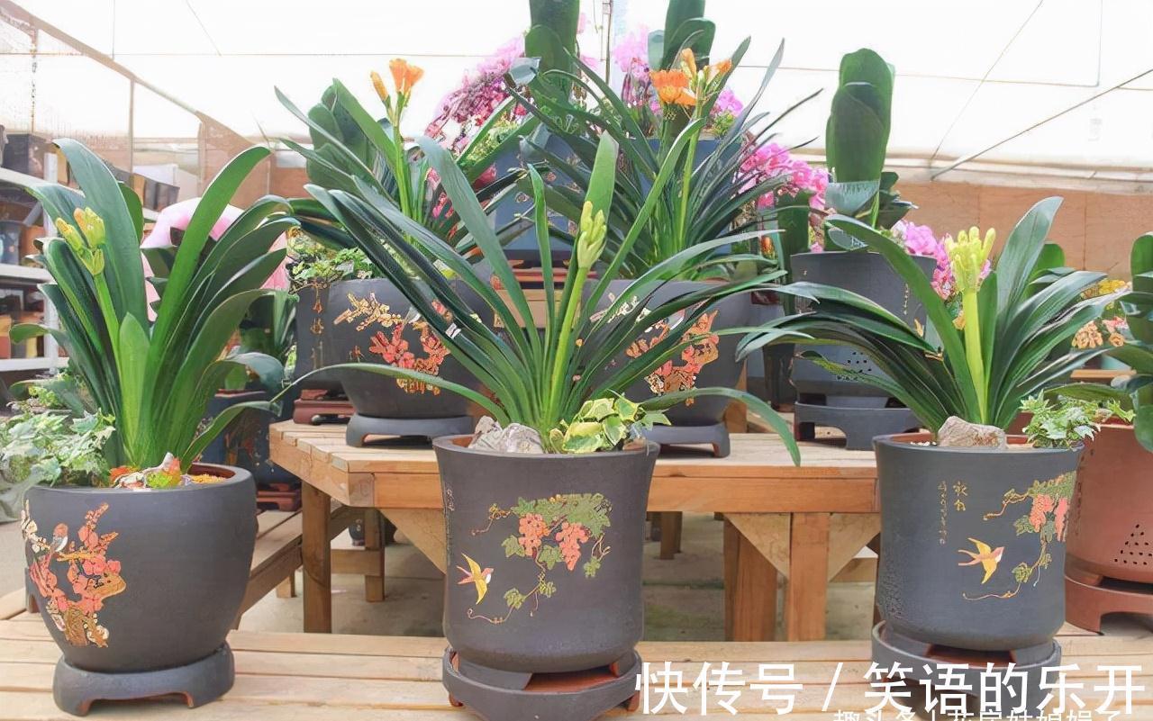叶片|你家君子兰开花了吗?花期君子兰的养护技巧分享,照着做就行