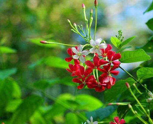 这“3种花”,靠一根枝就能“蹿满墙”,家里养一盆,半月成红墙
