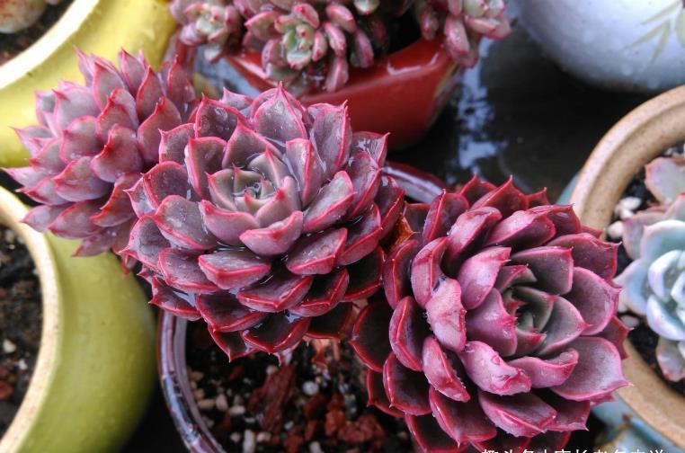 法师|这些多肉会因为状态不同而有多个名称,大家入手的时候要注意