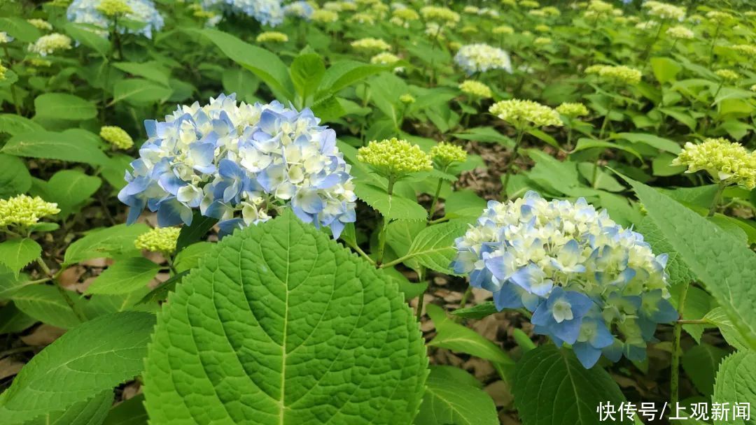 八仙花初开，上海滨江森林公园花海盛宴即将开启