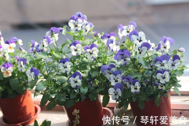 阳台|这几款植物养在家里,一年四季开花不断,阳台开成花海!