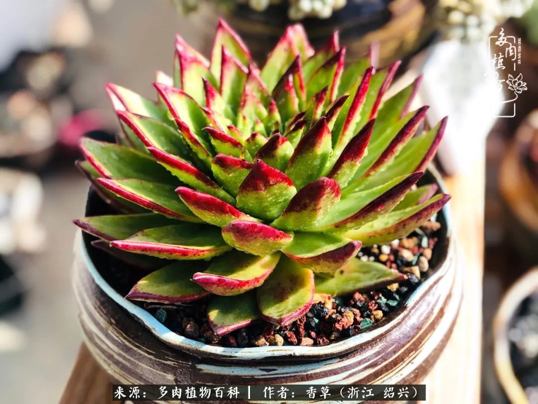 阳台上的一亩三分地,我愿与你一起,与时光媲美!