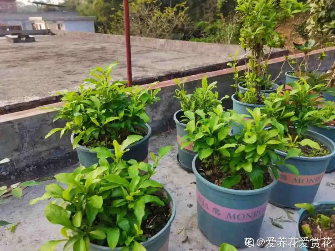 棒棒糖|从养花大神家，偷来3个爆花技巧，快学，24小时后删