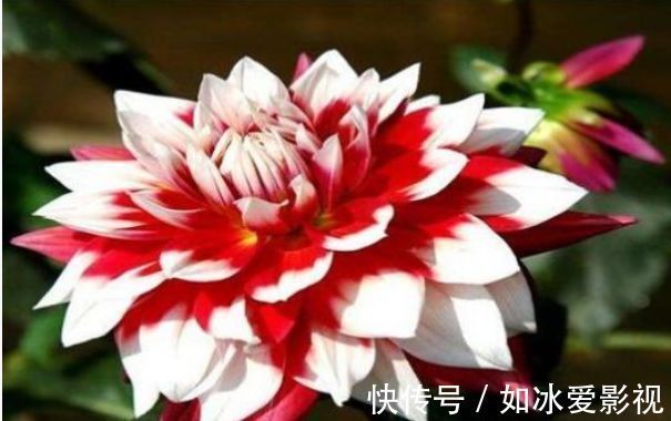 喜欢菊花，不如养盆“稀有名品”凤羽明霞，造化神秀，美极了！