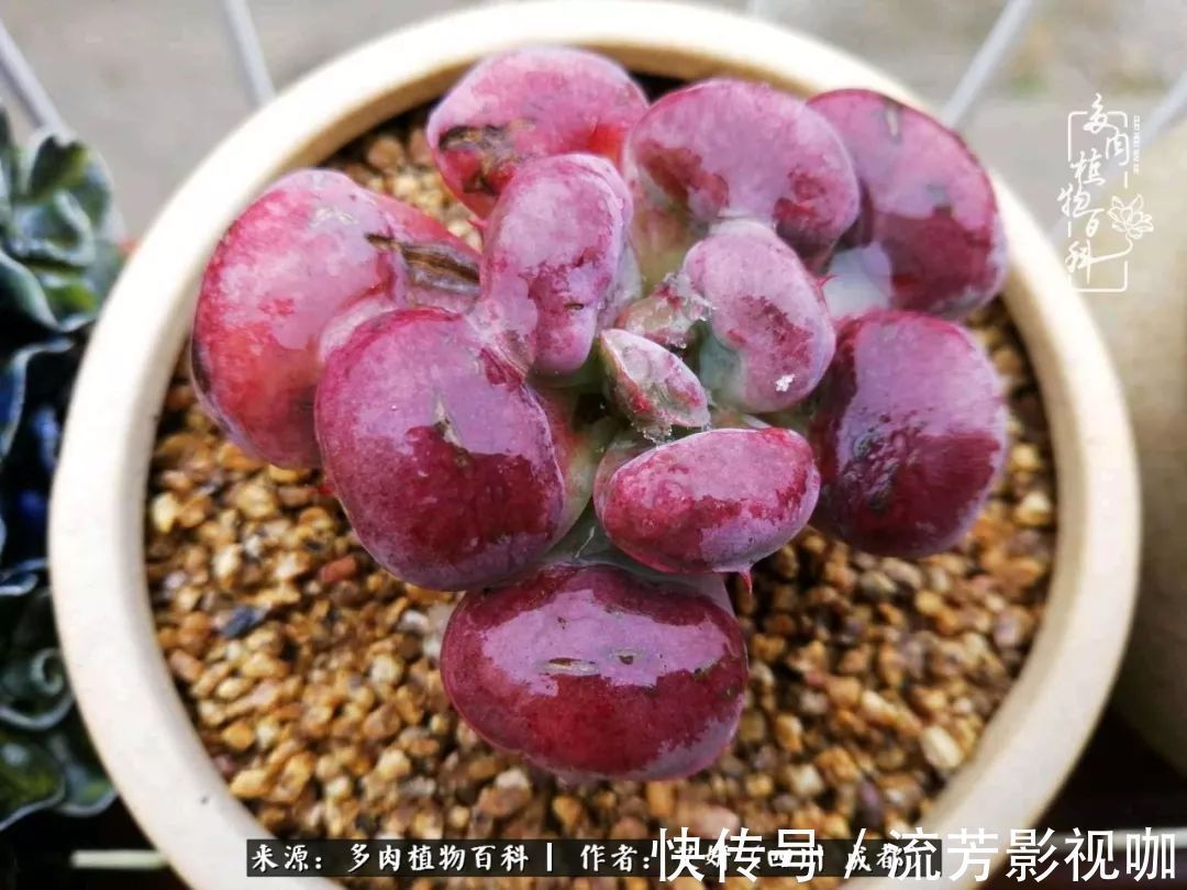 多肉|人生有时候就像多肉,不是不出彩,只是经历的时光还不够!