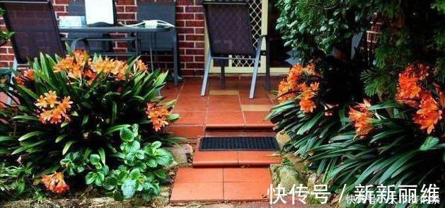 花友们|把它倒在花盆里,君子兰疯长如野草,一次能开30多